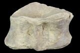 Xiphactinus (Cretaceous Fish) Vertebra - Kansas #102682-1